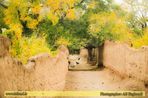 تصویر پاییز زیبای بیلند عکاس: علی ازقندی