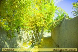 تصویر پاییز زیبای بیلند عکاس: علی ازقندی