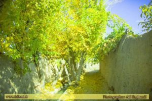 تصویر پاییز زیبای بیلند عکاس: علی ازقندی