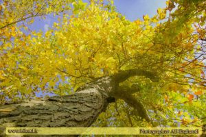 تصویر پاییز زیبای بیلند عکاس: علی ازقندی