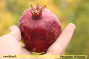 تصویر پاییز زیبای بیلند عکاس: علی ازقندی
