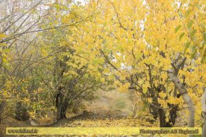 تصویر پاییز زیبای بیلند عکاس: علی ازقندی